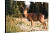 WA. Black-tailed deer, a buck in velvet, eating Avalanche Lily in a subalpine meadow at Olympic NP.-Gary Luhm-Stretched Canvas