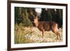 WA. Black-tailed deer, a buck in velvet, eating Avalanche Lily in a subalpine meadow at Olympic NP.-Gary Luhm-Framed Photographic Print