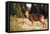 WA. Black-tailed deer, a buck in velvet, eating Avalanche Lily in a subalpine meadow at Olympic NP.-Gary Luhm-Framed Stretched Canvas