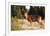 WA. Black-tailed deer, a buck in velvet, eating Avalanche Lily in a subalpine meadow at Olympic NP.-Gary Luhm-Framed Photographic Print