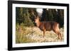 WA. Black-tailed deer, a buck in velvet, eating Avalanche Lily in a subalpine meadow at Olympic NP.-Gary Luhm-Framed Photographic Print