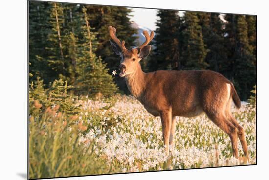 WA. Black-tailed deer, a buck in velvet, eating Avalanche Lily in a subalpine meadow at Olympic NP.-Gary Luhm-Mounted Photographic Print