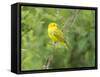 WA. Breeding plumage male Yellow Warbler (Dendroica petechia) on a perch at Marymoor Park, Redmond.-Gary Luhm-Framed Stretched Canvas