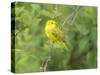 WA. Breeding plumage male Yellow Warbler (Dendroica petechia) on a perch at Marymoor Park, Redmond.-Gary Luhm-Stretched Canvas