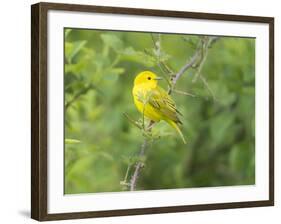 WA. Breeding plumage male Yellow Warbler (Dendroica petechia) on a perch at Marymoor Park, Redmond.-Gary Luhm-Framed Photographic Print