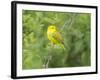 WA. Breeding plumage male Yellow Warbler (Dendroica petechia) on a perch at Marymoor Park, Redmond.-Gary Luhm-Framed Photographic Print