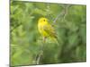 WA. Breeding plumage male Yellow Warbler (Dendroica petechia) on a perch at Marymoor Park, Redmond.-Gary Luhm-Mounted Photographic Print
