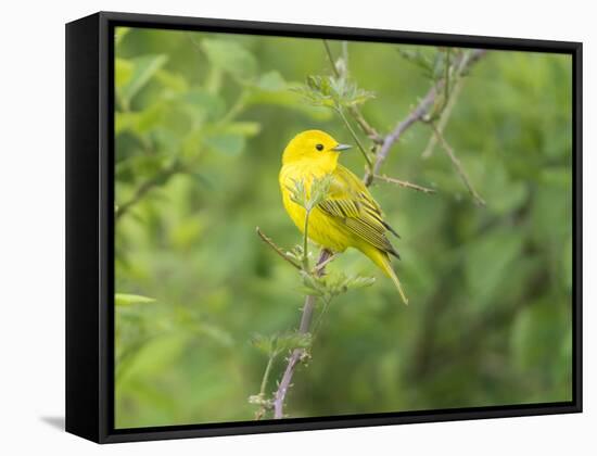 WA. Breeding plumage male Yellow Warbler (Dendroica petechia) on a perch at Marymoor Park, Redmond.-Gary Luhm-Framed Stretched Canvas