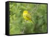 WA. Breeding plumage male Yellow Warbler (Dendroica petechia) on a perch at Marymoor Park, Redmond.-Gary Luhm-Framed Stretched Canvas