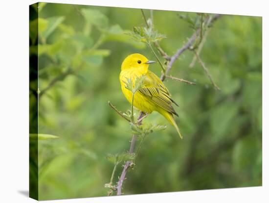 WA. Breeding plumage male Yellow Warbler (Dendroica petechia) on a perch at Marymoor Park, Redmond.-Gary Luhm-Stretched Canvas
