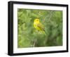 WA. Breeding plumage male Yellow Warbler (Dendroica petechia) on a perch at Marymoor Park, Redmond.-Gary Luhm-Framed Photographic Print