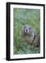 WA. Endemic Olympic Marmot (Marmota olympus) juvenile near Hurricane Ridge, Olympic National Park.-Gary Luhm-Framed Photographic Print