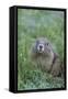 WA. Endemic Olympic Marmot (Marmota olympus) juvenile near Hurricane Ridge, Olympic National Park.-Gary Luhm-Framed Stretched Canvas