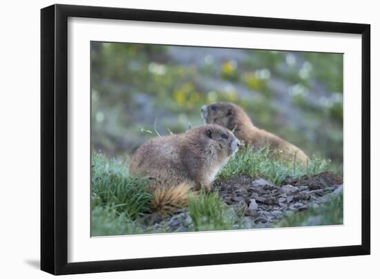 WA. Endemic Olympic Marmot (Marmota olympus) juveniles romp near Hurricane Ridge, Olympic NP.-Gary Luhm-Framed Photographic Print