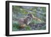 WA. Endemic Olympic Marmot (Marmota olympus) juveniles romp near Hurricane Ridge, Olympic NP.-Gary Luhm-Framed Photographic Print