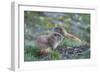 WA. Endemic Olympic Marmot (Marmota olympus) juveniles romp near Hurricane Ridge, Olympic NP.-Gary Luhm-Framed Photographic Print