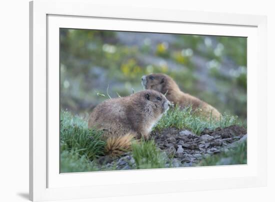 WA. Endemic Olympic Marmot (Marmota olympus) juveniles romp near Hurricane Ridge, Olympic NP.-Gary Luhm-Framed Photographic Print