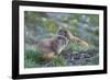 WA. Endemic Olympic Marmot (Marmota olympus) juveniles romp near Hurricane Ridge, Olympic NP.-Gary Luhm-Framed Photographic Print