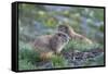 WA. Endemic Olympic Marmot (Marmota olympus) juveniles romp near Hurricane Ridge, Olympic NP.-Gary Luhm-Framed Stretched Canvas