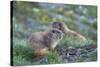 WA. Endemic Olympic Marmot (Marmota olympus) juveniles romp near Hurricane Ridge, Olympic NP.-Gary Luhm-Stretched Canvas