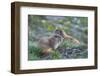 WA. Endemic Olympic Marmot (Marmota olympus) juveniles romp near Hurricane Ridge, Olympic NP.-Gary Luhm-Framed Photographic Print