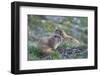 WA. Endemic Olympic Marmot (Marmota olympus) juveniles romp near Hurricane Ridge, Olympic NP.-Gary Luhm-Framed Photographic Print