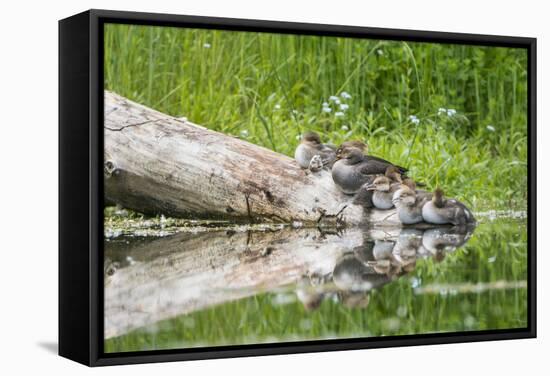 WA. Female Hooded Merganser (Lophodytes cucullatus) on a log with ducklings in Western Washington.-Gary Luhm-Framed Stretched Canvas