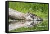 WA. Female Hooded Merganser (Lophodytes cucullatus) on a log with ducklings in Western Washington.-Gary Luhm-Framed Stretched Canvas