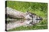 WA. Female Hooded Merganser (Lophodytes cucullatus) on a log with ducklings in Western Washington.-Gary Luhm-Stretched Canvas
