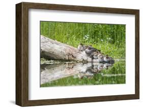 WA. Female Hooded Merganser (Lophodytes cucullatus) on a log with ducklings in Western Washington.-Gary Luhm-Framed Photographic Print