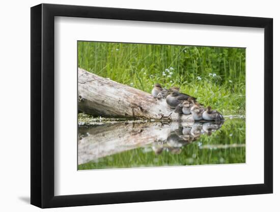 WA. Female Hooded Merganser (Lophodytes cucullatus) on a log with ducklings in Western Washington.-Gary Luhm-Framed Photographic Print