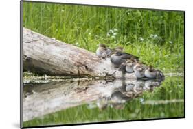 WA. Female Hooded Merganser (Lophodytes cucullatus) on a log with ducklings in Western Washington.-Gary Luhm-Mounted Photographic Print