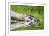 WA. Female Hooded Merganser (Lophodytes cucullatus) on a log with ducklings in Western Washington.-Gary Luhm-Framed Photographic Print