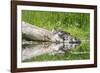 WA. Female Hooded Merganser (Lophodytes cucullatus) on a log with ducklings in Western Washington.-Gary Luhm-Framed Photographic Print