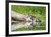 WA. Female Hooded Merganser (Lophodytes cucullatus) on a log with ducklings in Western Washington.-Gary Luhm-Framed Photographic Print