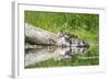 WA. Female Hooded Merganser (Lophodytes cucullatus) on a log with ducklings in Western Washington.-Gary Luhm-Framed Photographic Print