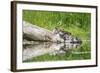 WA. Female Hooded Merganser (Lophodytes cucullatus) on a log with ducklings in Western Washington.-Gary Luhm-Framed Photographic Print