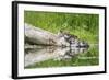 WA. Female Hooded Merganser (Lophodytes cucullatus) on a log with ducklings in Western Washington.-Gary Luhm-Framed Photographic Print