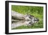 WA. Female Hooded Merganser (Lophodytes cucullatus) on a log with ducklings in Western Washington.-Gary Luhm-Framed Photographic Print