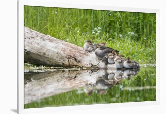 WA. Female Hooded Merganser (Lophodytes cucullatus) on a log with ducklings in Western Washington.-Gary Luhm-Framed Photographic Print
