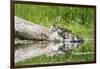 WA. Female Hooded Merganser (Lophodytes cucullatus) on a log with ducklings in Western Washington.-Gary Luhm-Framed Photographic Print