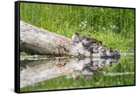 WA. Female Hooded Merganser (Lophodytes cucullatus) on a log with ducklings in Western Washington.-Gary Luhm-Framed Stretched Canvas