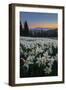 WA. Field of Avalanche Lily (Erythronium montanum) in subalpine meadow at sunset at Olympic NP.-Gary Luhm-Framed Photographic Print