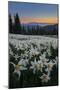 WA. Field of Avalanche Lily (Erythronium montanum) in subalpine meadow at sunset at Olympic NP.-Gary Luhm-Mounted Photographic Print