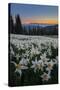 WA. Field of Avalanche Lily (Erythronium montanum) in subalpine meadow at sunset at Olympic NP.-Gary Luhm-Stretched Canvas