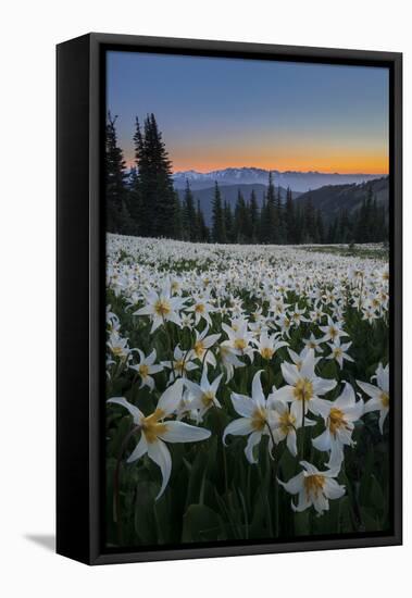 WA. Field of Avalanche Lily (Erythronium montanum) in subalpine meadow at sunset at Olympic NP.-Gary Luhm-Framed Stretched Canvas