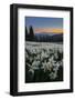 WA. Field of Avalanche Lily (Erythronium montanum) in subalpine meadow at sunset at Olympic NP.-Gary Luhm-Framed Photographic Print