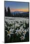 WA. Field of Avalanche Lily (Erythronium montanum) in subalpine meadow at sunset at Olympic NP.-Gary Luhm-Mounted Photographic Print