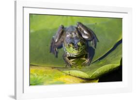 Wa, Juanita Bay Wetland, Bullfrog, Female, Rana Catesbeiana-Jamie And Judy Wild-Framed Photographic Print