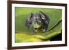 Wa, Juanita Bay Wetland, Bullfrog, Female, Rana Catesbeiana-Jamie And Judy Wild-Framed Photographic Print